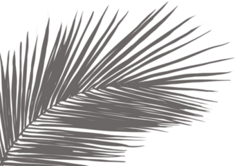 Shadow Palm Leaves, Tropical Coconut Leaf Overlay, Element object for Spring Suumer, Mock up Product Presentation