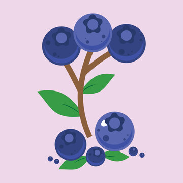 Vector illustration of fresh bluberry with leaves. Sweet fruit in blue color isolated on white background.