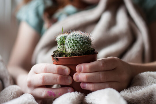 Manos de niña delicadas sujetando una maceta con cactus redondo pequeño en su casa