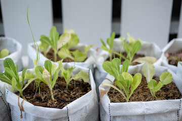 Young plant in white sack, growing.
