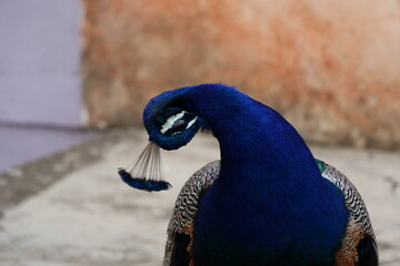 Paon bleu au Château Sao Jorge, à Lisbonne