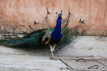 Paon bleu au Château Sao Jorge, à Lisbonne