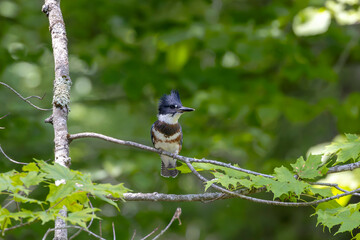 The belted kingfisher (Megaceryle alcyon) Migration bird native to North America. The kingfisher is often seen perched on trees, posts, or other convenient vantage points near the water.