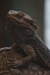 Gecko