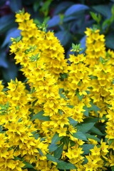 yellow flowers in the garden