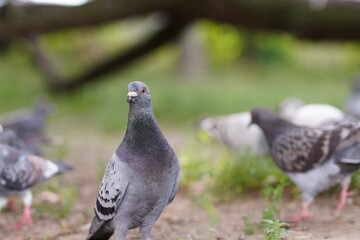 Zbliżenie na gołębia miejskiego stojącego na trawie z innymi gołębiami w tle