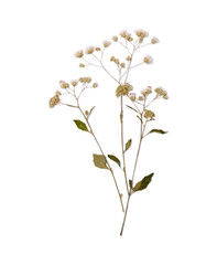 Dried flowers isolated on white background