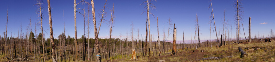 Panorama, Aftermath of forest fire