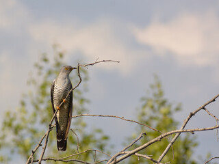 cuckoo on a branch
