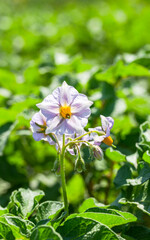 Violet color potato flower close up, vertical image. Flowering potato.