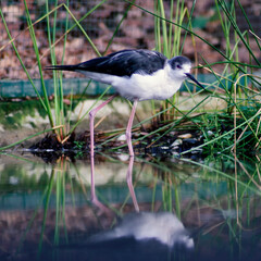 Stilt looking for food