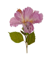 Hibiscus dried flowers isolated on transparent background
