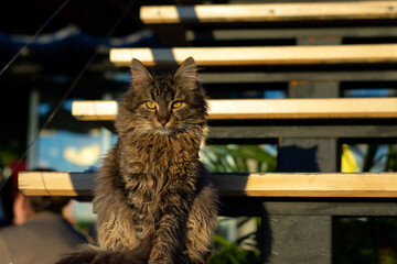 
a beautiful cat on the bench peers into your soul