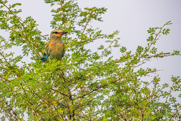 A Eurasian Roller