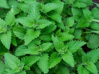 A close up shot of fresh green organic mint bushes in nature