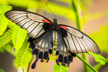 butterfly on a flower