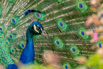 Obraz premium peacock with feathers