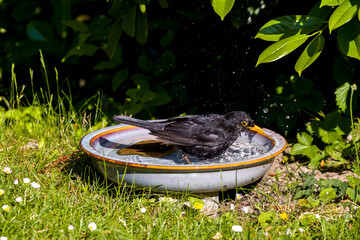 a blackbird bathes in a round water bowl so that the water drops fly 
