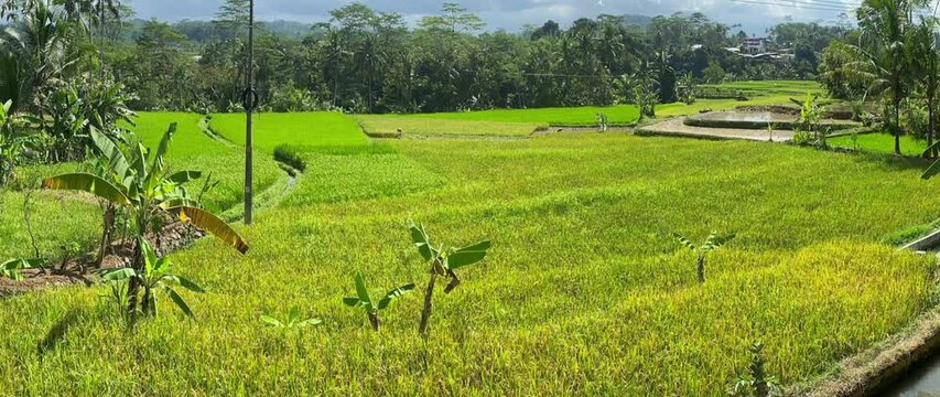 rice plants starting to turn yellow in the rice fields