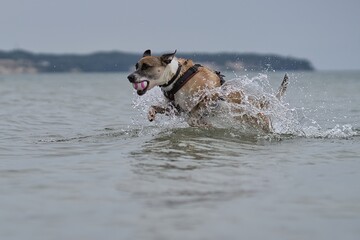 Hund spielt mit  Ball in Schnauze im Wasser