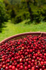 Picking coffee in panama, coffee cherries from a new crop - stock photo