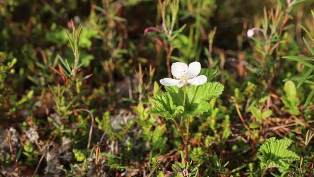 Rubus chamaemorus. The white flower of the cloudberry swamp in Siberia