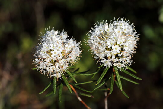 Ledum palustre. Flowering of swamp ledum in the north of Western Siberia