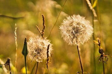 Gro&szlig;e Pusteblume im Sonnenlicht