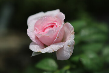 pink flowers after rain