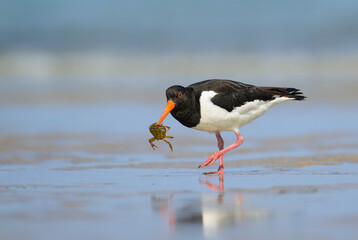 Austernfischer haematopus ostralegus