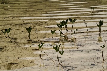 Wasserpflanze im Bergsee