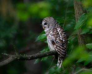 Owl perching