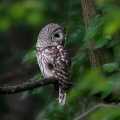 Owl perching