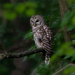 Owl perching