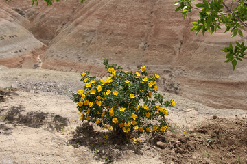 Bright yellow flowers in summer