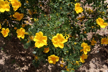 Bright yellow flowers in summer