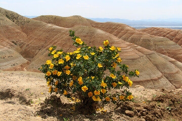 Bright yellow flowers in summer