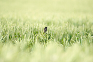 An European Stonechat ( Saxicola Rubicola ) in a field of wheat