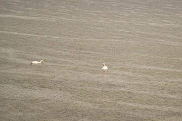 Zwei Schw&auml;ne auf dem Meer