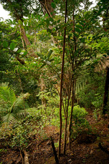 Amborella trichopoda is understory shrub or small tree endemic to island Grande Terre of New Caledonia in Pacific Ocean, Amborellaceae, sister group to all other flowering plants