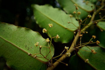 Amborella trichopoda is understory shrub or small tree endemic to island Grande Terre of New Caledonia in Pacific Ocean, Amborellaceae, sister group to all other flowering plants