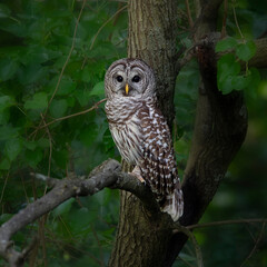 Owl perching