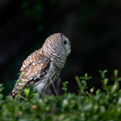 Owl perching