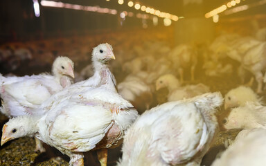 The agriculture business chickens farming