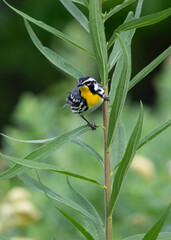 Yellow throated vireo songbird