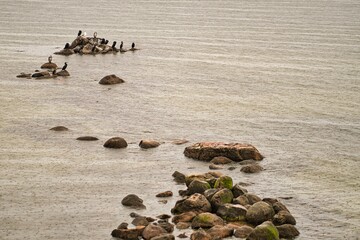 Kormorane auf Felsen im Meer