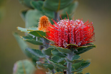 Albany Banksia - Banksia coccinea also scarlet, waratah or Albany banksia, erect shrub or small...