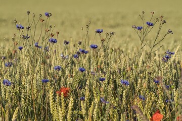 Wildblumen im Kornfeld