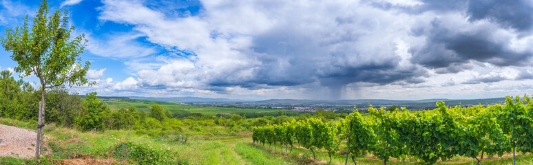 View of the vineyards near Bretzenheim/Germany in Rheinhessen with an approaching thunderstorm