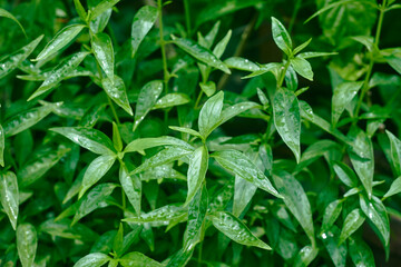 Closeup of Green chiretta (Andrographis paniculata) plant, popularly known as Kalmegh in Bengali language and is being used as medicinal plant from age old days in Indian Subcontinent.